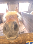 Kylie’s horse group