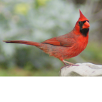 Lennon 'n' Caleb's Bird Fan Group!
