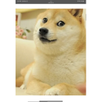 Doge group for fun:>