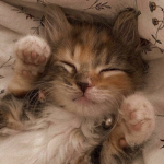 cat.kay