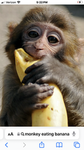 Monkeys are him