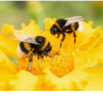 comfy bees