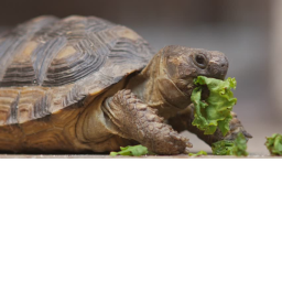 Turtle Mart