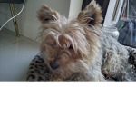 club dogy