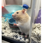 Fuzzy hamster
