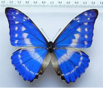 blue btterfly