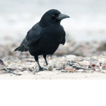 cult of the birds