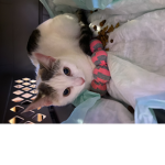 Super super kailee