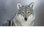 Wolf Clan of Fading Echos