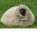 Going Bing bong sheep