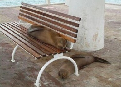 The Bench.