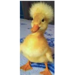 TheDuckling Group!