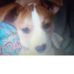 Daisyru2010