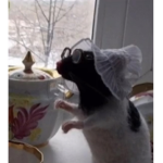 pretty rats <3
