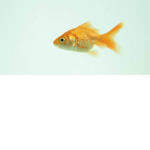 cool fish empire