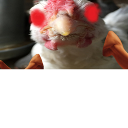 Survival the Telamon the killer...