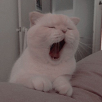 cat . milk