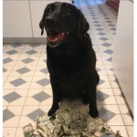 Cashdog