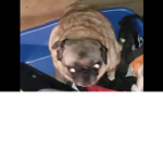 PUG SQUADDDD