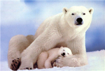Save the polar bears!