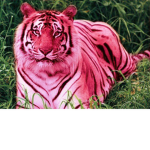 Pink Tiger Studios