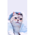 Marshmallow kit cat