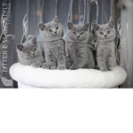 little kittens Group