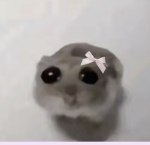 Waicachi