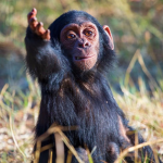 The Chimps Forest