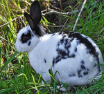 The Rabbit Republic
