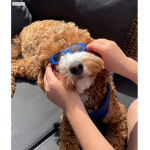 All the fun of owning pets