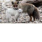 il Gatto e la Volpe