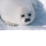 the seal company