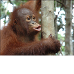 monke group yes