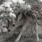Delicate Darlings