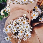 Daisy~Locks