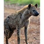 Duck hyena