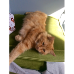 kittyloveR fan club