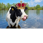 Cows City and milk