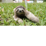 SlothCraft