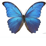 Dora's Butterflies