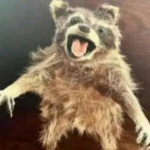 raccoonfart