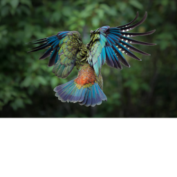 Fly attack!