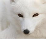 sneeky pls join