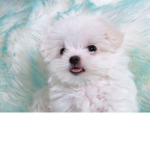 We love dogs!