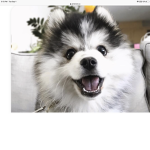 #floofy doggos