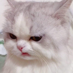 Peemai_124