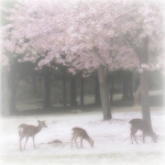 !! whimsy '