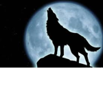 Wolf of the black mountain
