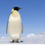 penguin bros forever